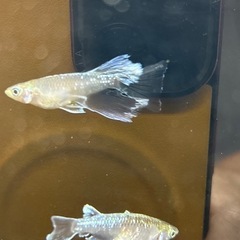 クロマージュリアル　稚魚