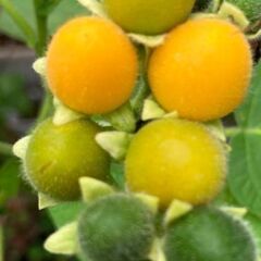 ドワーフタマリロの苗1本1000円の画像