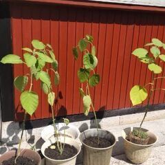 ドワーフタマリロの苗1本1000円