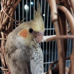 オカメインコの里親さん募集