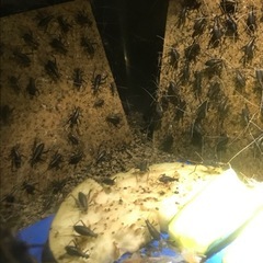 スズムシの幼虫　差し上げます