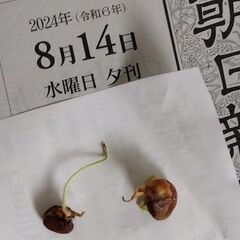 キマメ種子 ５ｇ（約３０粒）　樹豆、木豆の画像