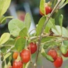 枸杞は相談内容によって100円以下まで値下げします。