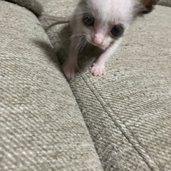 子猫