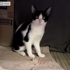 ⭐︎兄弟猫の新しいお家募集⭐︎