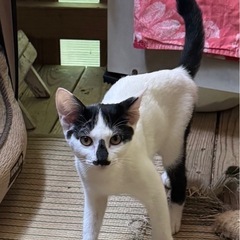 ⭐︎兄弟猫の新しいお家募集⭐︎ - 宮若市