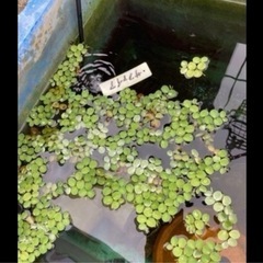 無農薬サルビニアククラータ10株の画像
