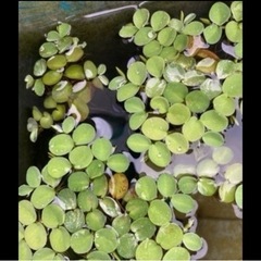 無農薬サルビニアククラータ10株の画像