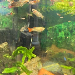 グッピーの稚魚　大小　15匹③