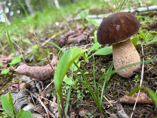 テスト用　ヤマドリタケモドキ