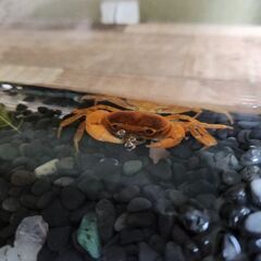 サワガニ