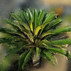 蘇轍　ソテツ　木　植木　インテリアの画像