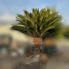 蘇轍　ソテツ　木　植木　インテリアの画像