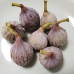 《イチジク鉢植え大苗》実付きの画像