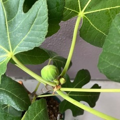 《イチジク鉢植え大苗》実付きの画像