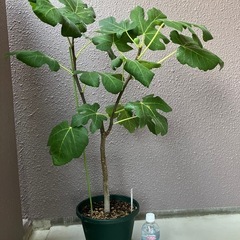 《イチジク鉢植え大苗》実付き