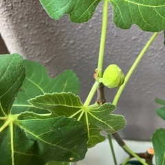 《イチジク鉢植え大苗》実付きの画像