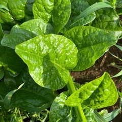 野菜セット
