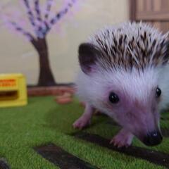 【お話中】ハリネズミ♀