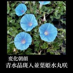 変化朝顔のタネ