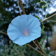 変化朝顔のタネの画像