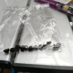 変化朝顔のタネの画像