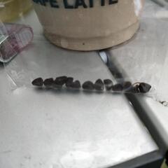 変化朝顔のタネの画像