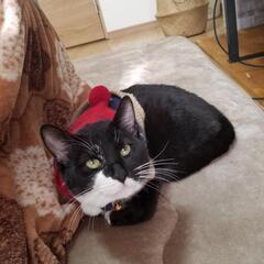 飼い猫を探してます。 ハチワレのオス