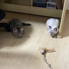 決まりました^_^4~5か月くらいの子猫の里親さんを探しています