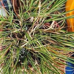 鉢植えまとめて