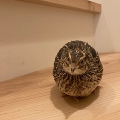 ウズラを引き受けてもらえませんか。