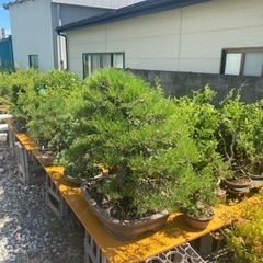 盆緑　盆栽園 bonsai  盆栽を見に来ませんか？