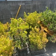 盆緑　盆栽園 bonsai  盆栽を見に来ませんか？ − 山梨県