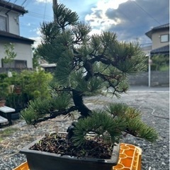 盆緑　盆栽園 bonsai  盆栽を見に来ませんか？ - 地元のお店