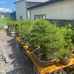 盆緑　盆栽園 bonsai  盆栽を見に来ませんか？ - 甲斐市