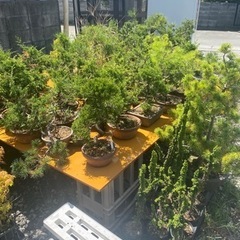 盆緑　盆栽園 bonsai  盆栽を見に来ませんか？ - 剪定/造園