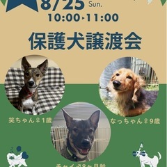 犬譲渡会