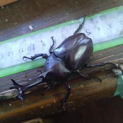 北海道天然カブトムシ売ります‼️