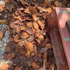 桜の落ち葉　