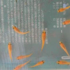 楊貴妃メダカの幼魚もらってください③