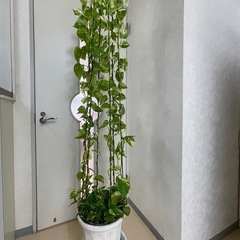 大幅お値下げしました‼️定価約1万円で購入！9月末まで‼️ポトス...
