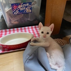 可愛い白猫三兄弟