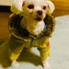 ペット服犬用③ジャンバー