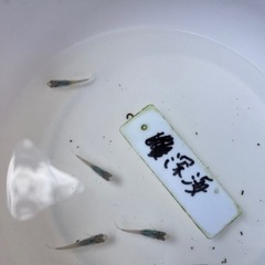 深海メダカの稚魚（1センチ前後）6匹500円からで＋１匹50円で...