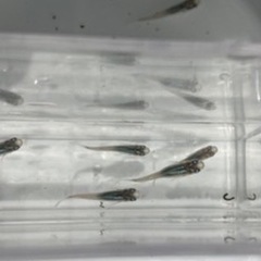 深海メダカの稚魚（1センチ前後）6匹500円からで＋１匹50円です！ 新しく産まれた個体が少しずつ成長してきたので投稿します！の画像