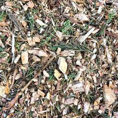 （ご予約済）　杉　ウッドチップ　防草などにの画像