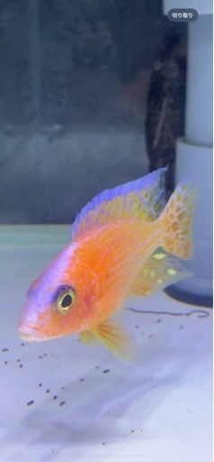 アウロノカラ ステベニィ ウジスヤ ワイルドF1 10〜11㎝ 写真個体販売