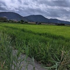 田んぼの草刈り草取り手伝って頂けませんか🙏