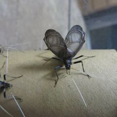 スズムシ10ペア20匹の画像