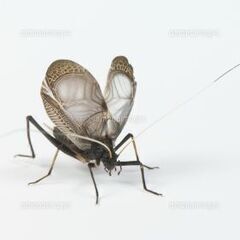 スズムシ10ペア20匹の画像